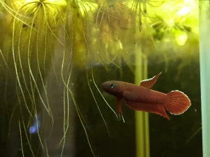 ベタ アピアピ （ベタsp. リアウレッド）